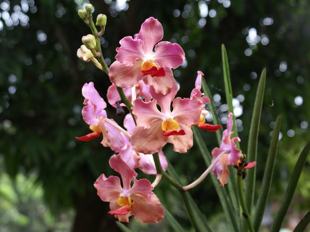 Orquídea foto de fondo de pantalla (2) #18 - 1024x768