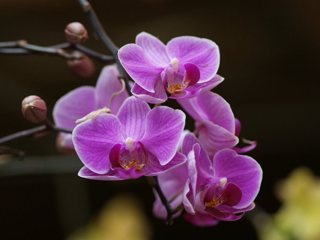 Orquídea foto de fondo de pantalla (2) #20 - 1024x768