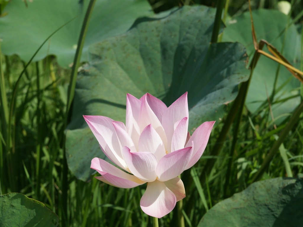 Lotus tapety foto (2) #6 - 1024x768