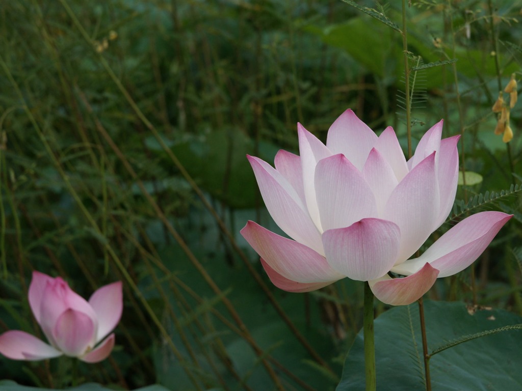 Lotus tapety foto (2) #7 - 1024x768