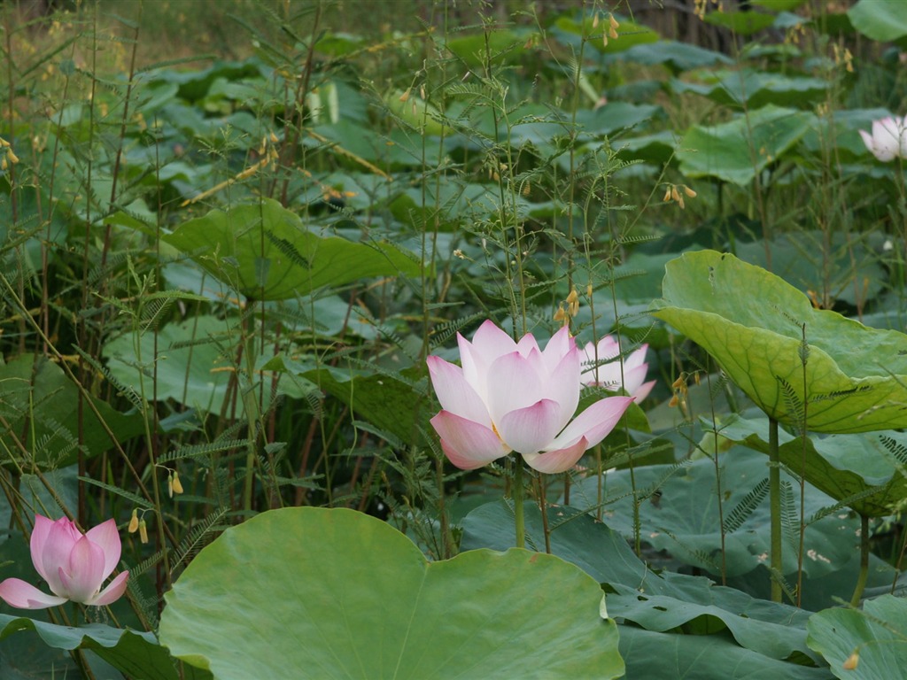 Lotus fondos de escritorio de la foto (2) #8 - 1024x768