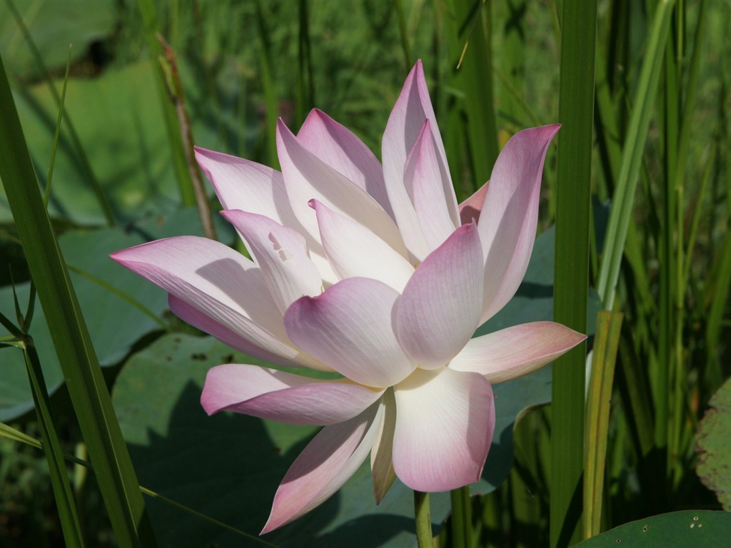 Lotus fondos de escritorio de la foto (2) #9 - 1024x768