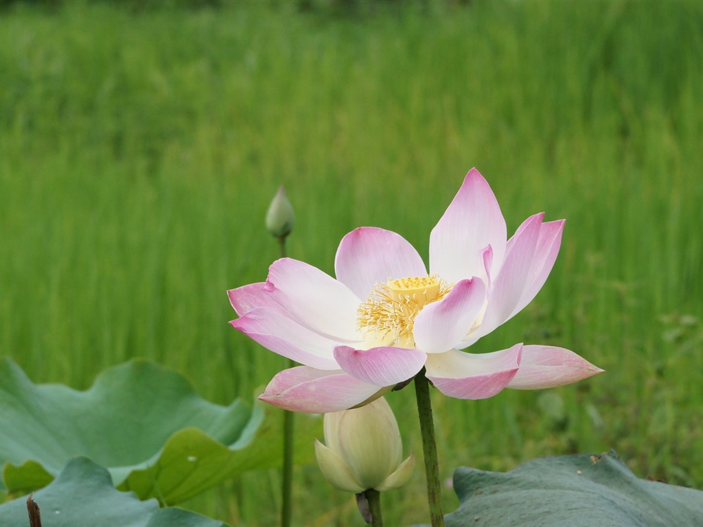 Lotus tapety foto (2) #11 - 1024x768