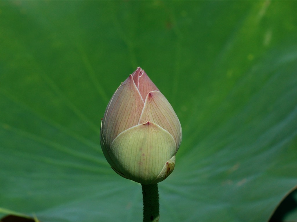 Lotus tapety foto (2) #14 - 1024x768