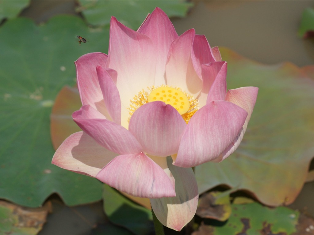 Lotus photo wallpaper (2) #15 - 1024x768