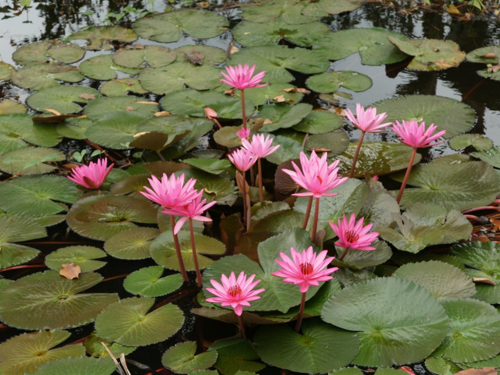 Lotus fondos de escritorio de la foto (2) #18 - 1024x768