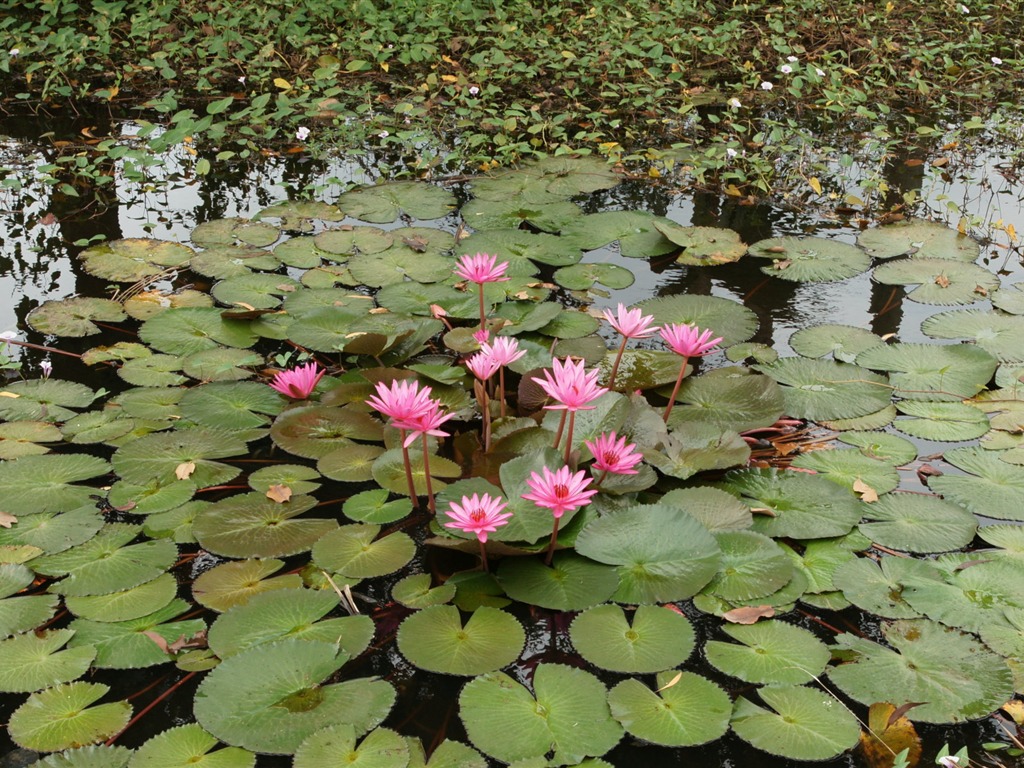 Lotus fondos de escritorio de la foto (2) #19 - 1024x768