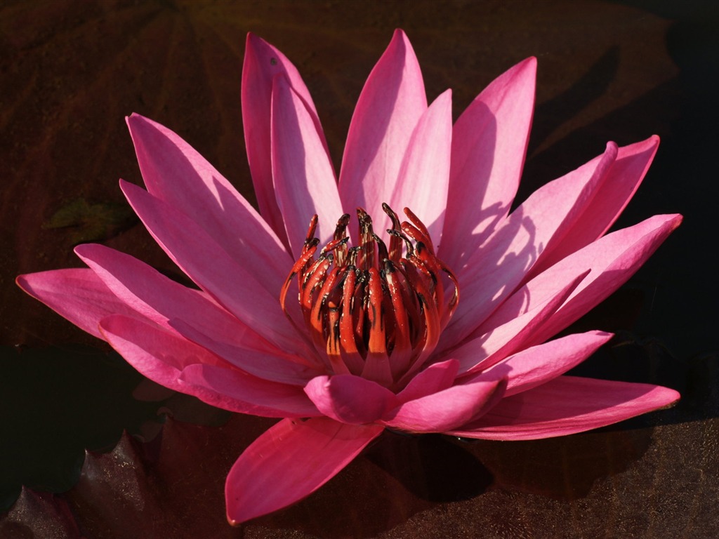 Lotus photo wallpaper (3) #2 - 1024x768