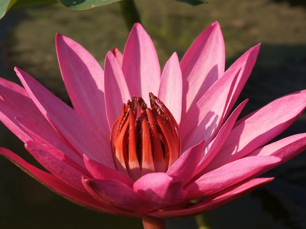 Lotus photo wallpaper (3) #3 - 1024x768