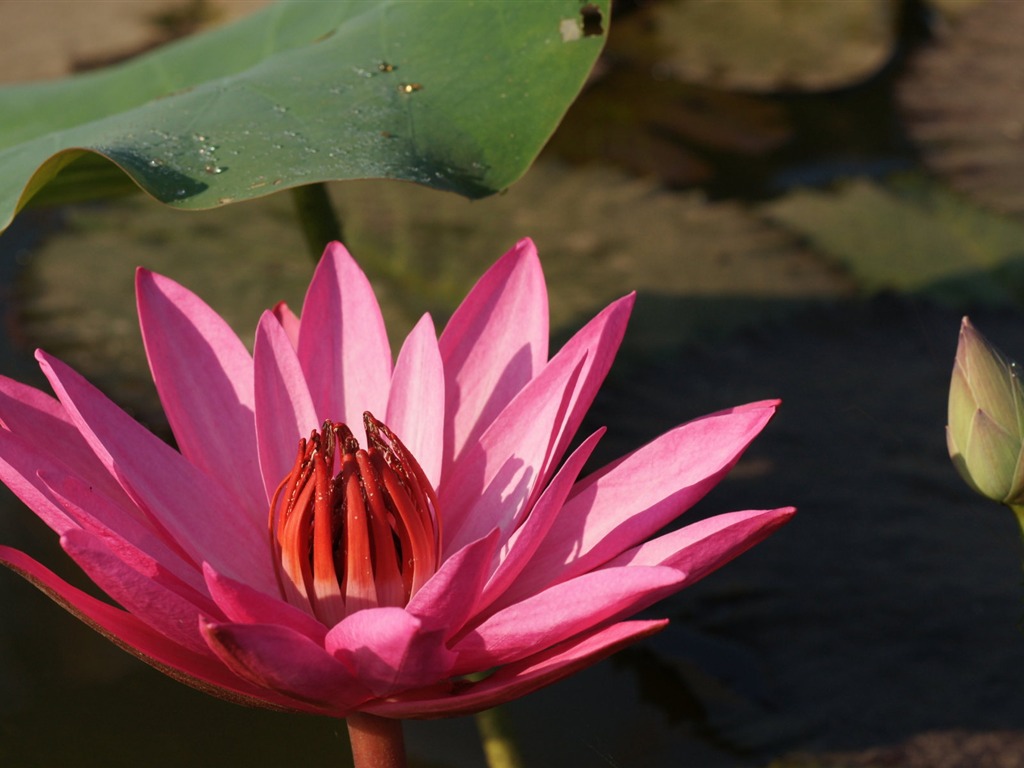 Fond d'écran photo Lotus (3) #4 - 1024x768