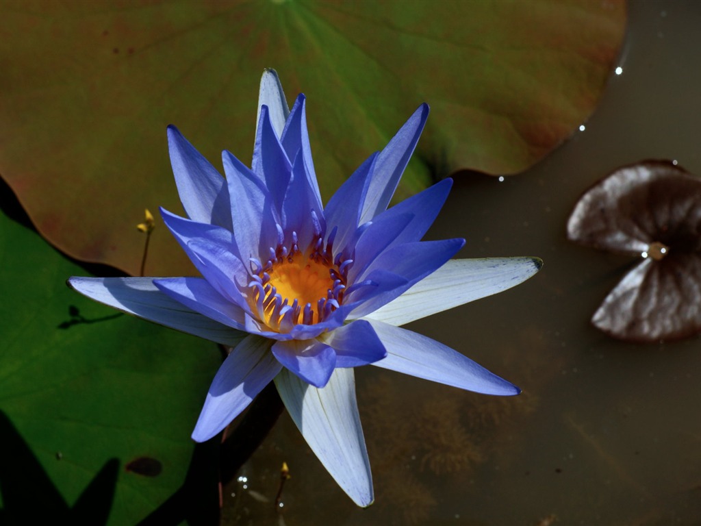 Fond d'écran photo Lotus (3) #7 - 1024x768