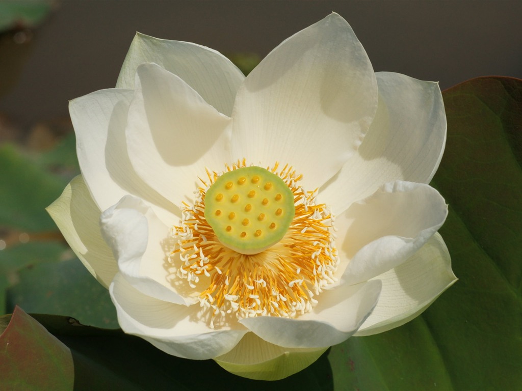 Lotus photo wallpaper (3) #12 - 1024x768