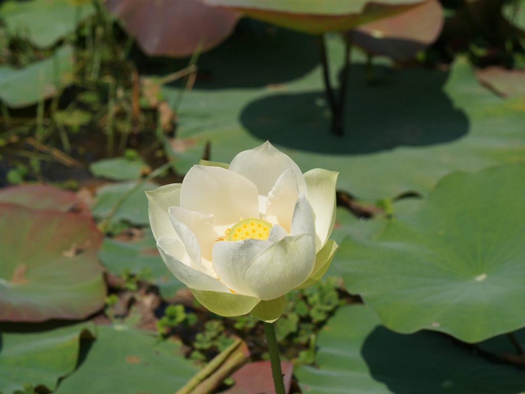 Fond d'écran photo Lotus (3) #13 - 1024x768