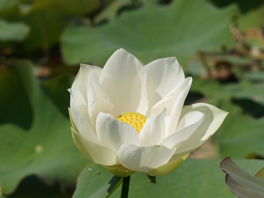 Fond d'écran photo Lotus (3) #14 - 1024x768