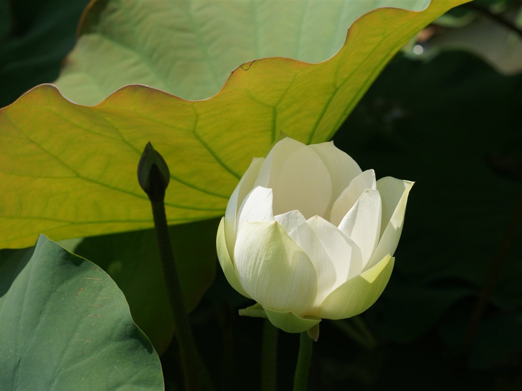 Fond d'écran photo Lotus (3) #16 - 1024x768