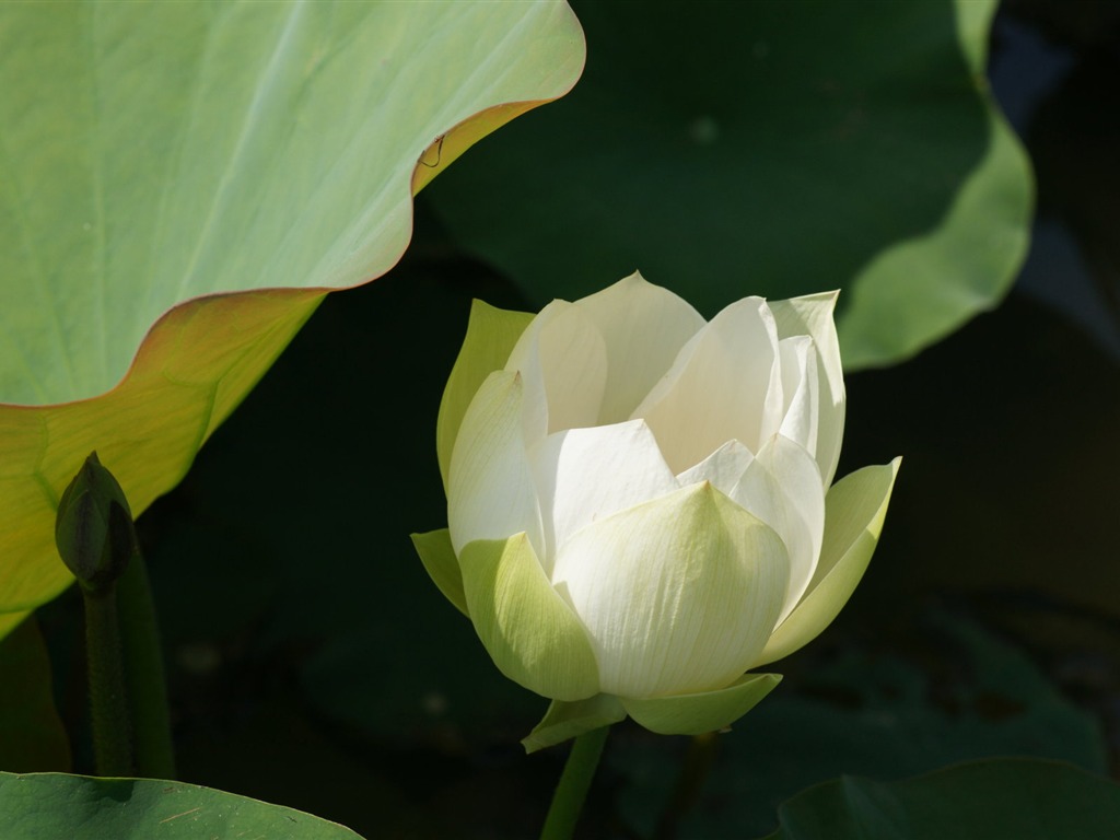 Fond d'écran photo Lotus (3) #17 - 1024x768