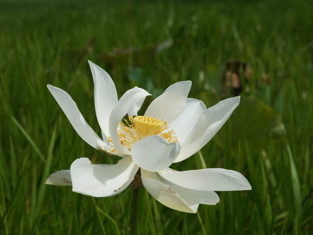 Lotus photo wallpaper (3) #19 - 1024x768