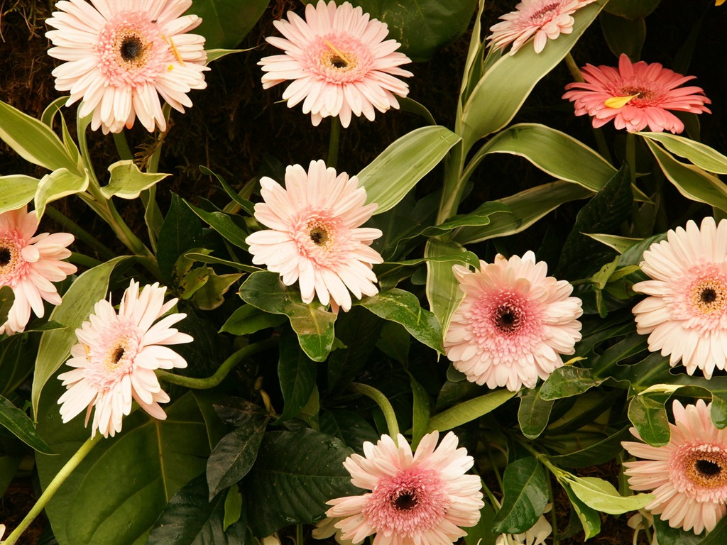 fleurs colorées décorent fond d'écran (2) #1 - 1024x768