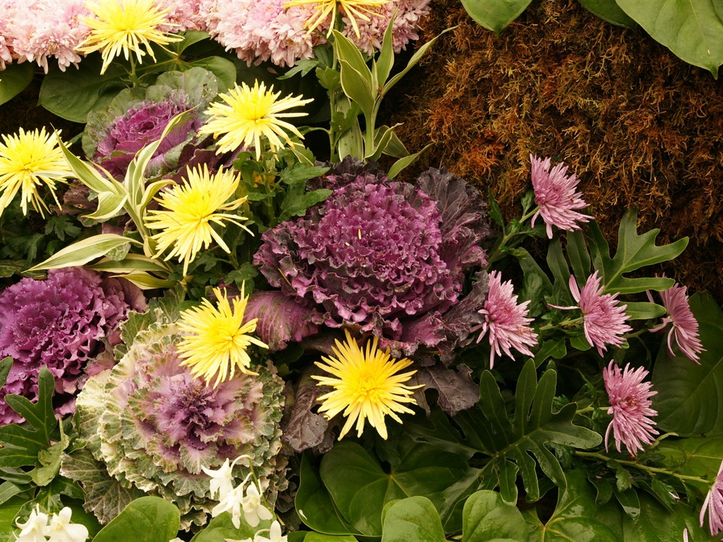 fleurs colorées décorent fond d'écran (2) #13 - 1024x768