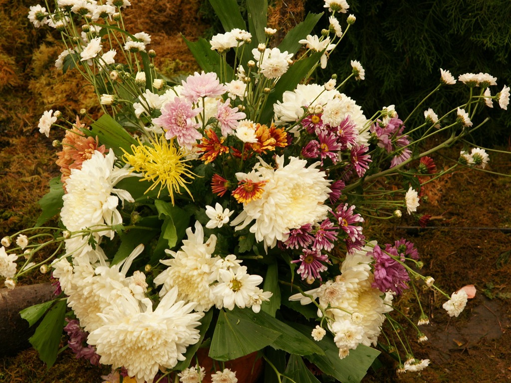 七彩花朵裝飾 壁紙(三) #1 - 1024x768