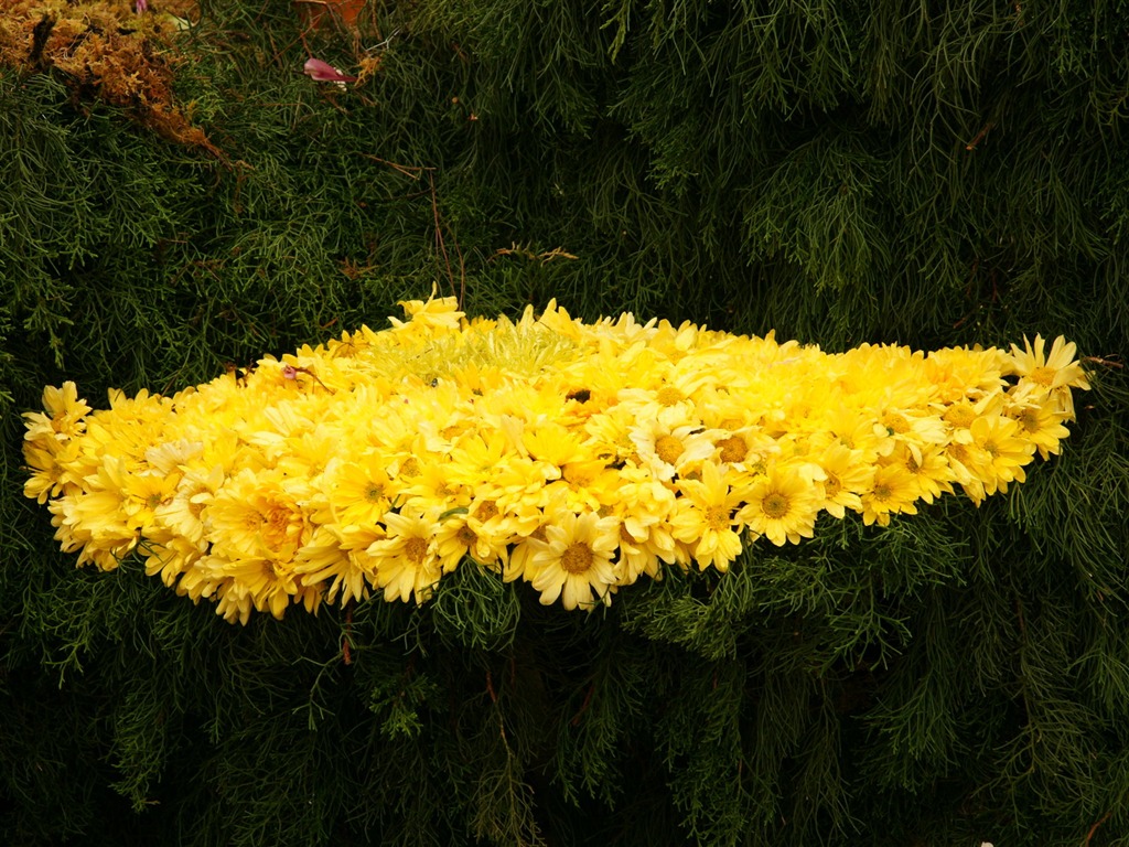 七彩花朵裝飾 壁紙(三) #5 - 1024x768