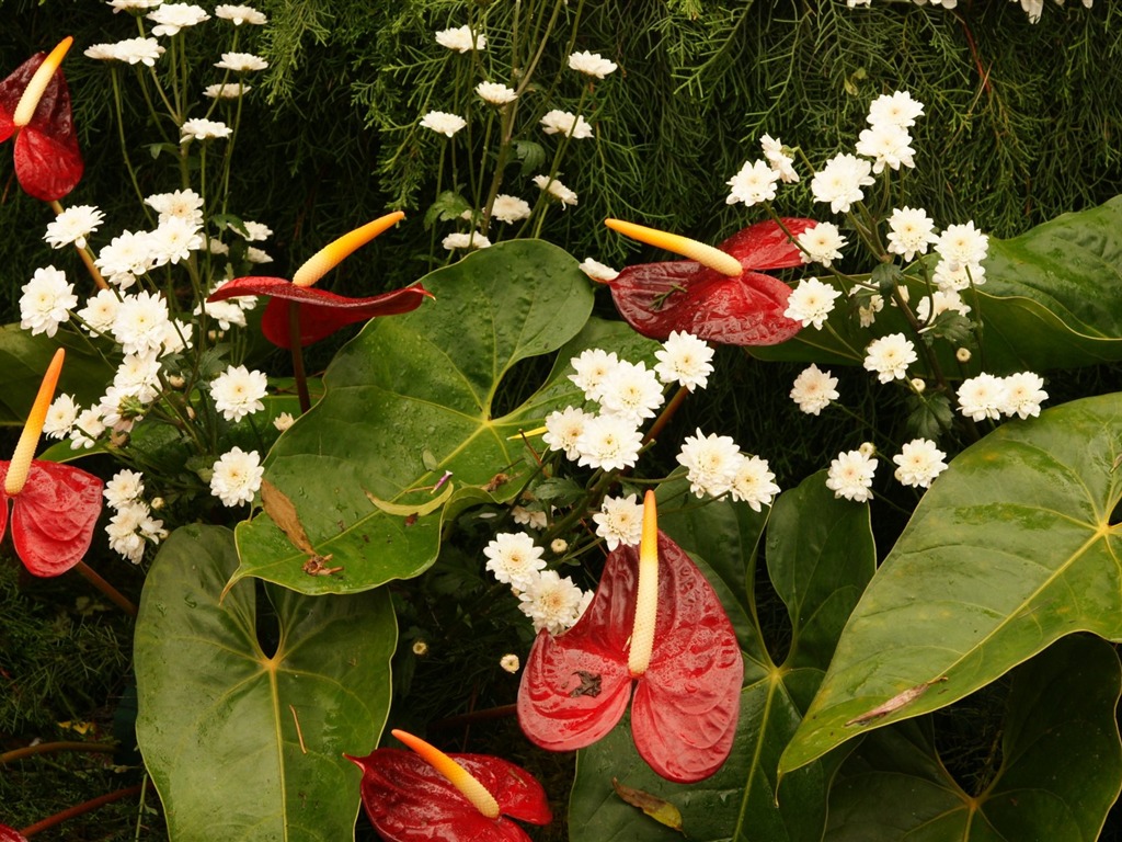 Bunte Blumen schmücken Tapete (3) #6 - 1024x768