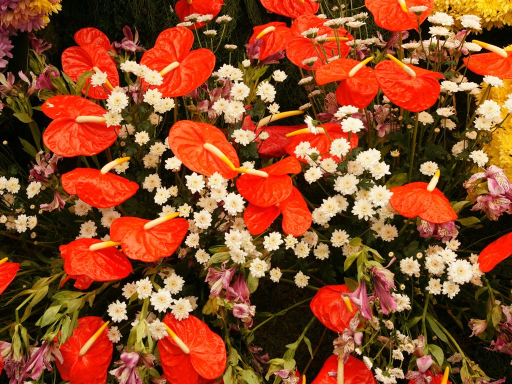 Bunte Blumen schmücken Tapete (3) #13 - 1024x768