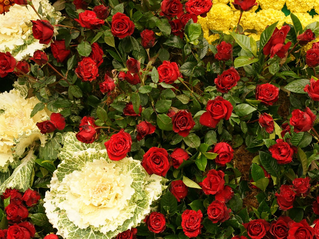 七彩花朵裝飾 壁紙(三) #18 - 1024x768