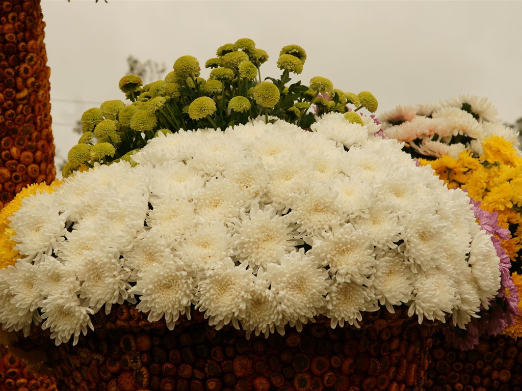七彩花朵裝飾 壁紙(三) #20 - 1024x768