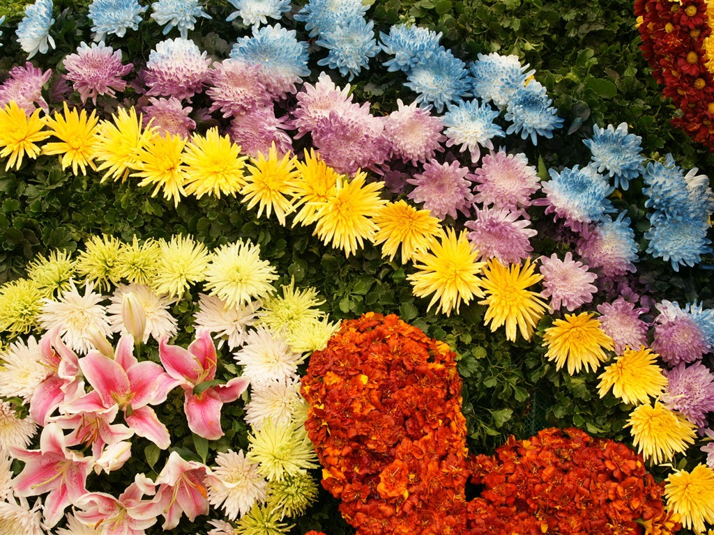 fleurs colorées décorent fond d'écran (4) #1 - 1024x768