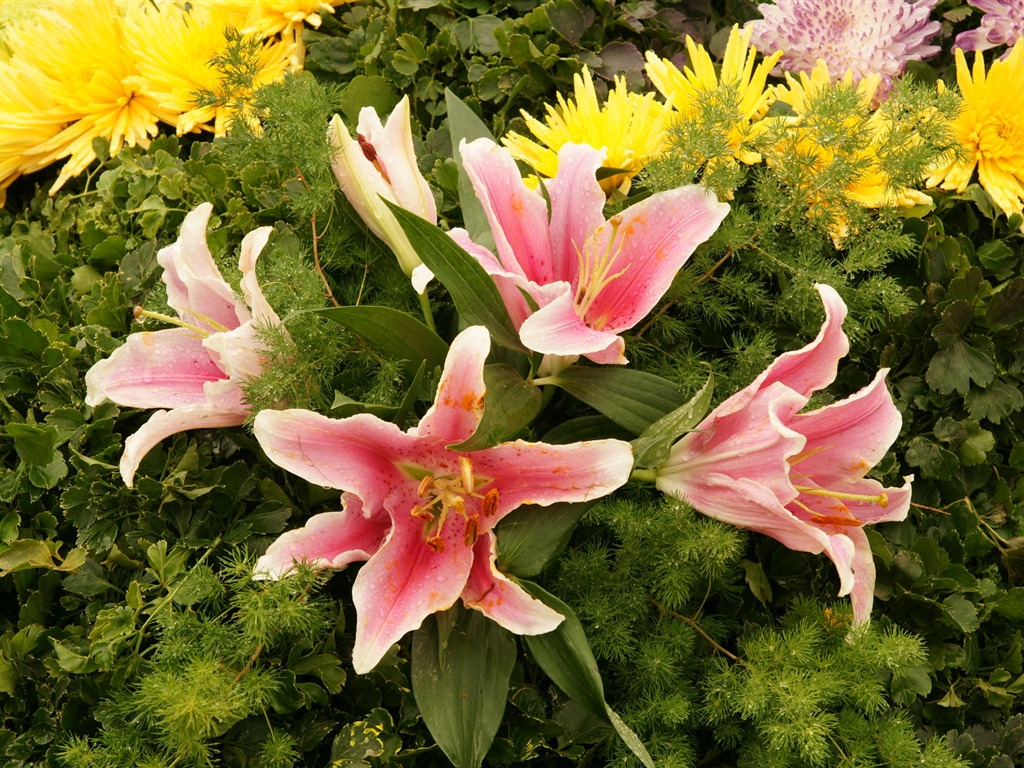 七彩花朵裝飾 壁紙(四) #2 - 1024x768