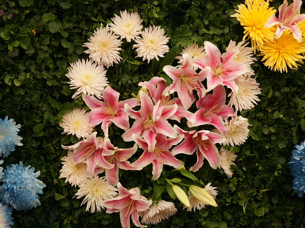 七彩花朵裝飾 壁紙(四) #4 - 1024x768