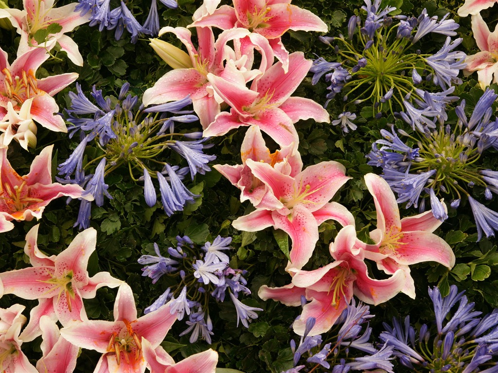 fleurs colorées décorent fond d'écran (4) #6 - 1024x768