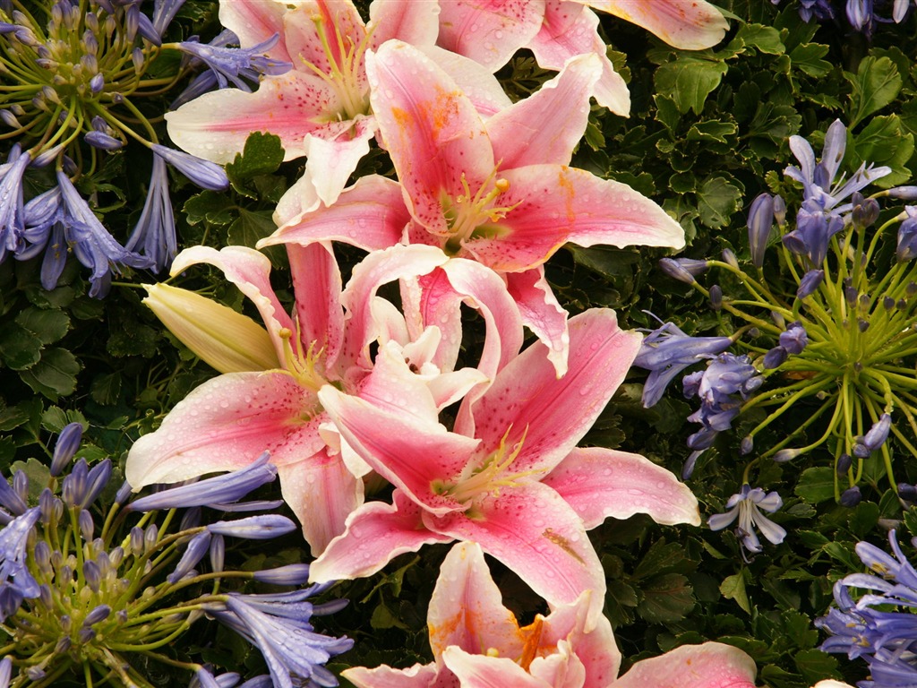 fleurs colorées décorent fond d'écran (4) #7 - 1024x768