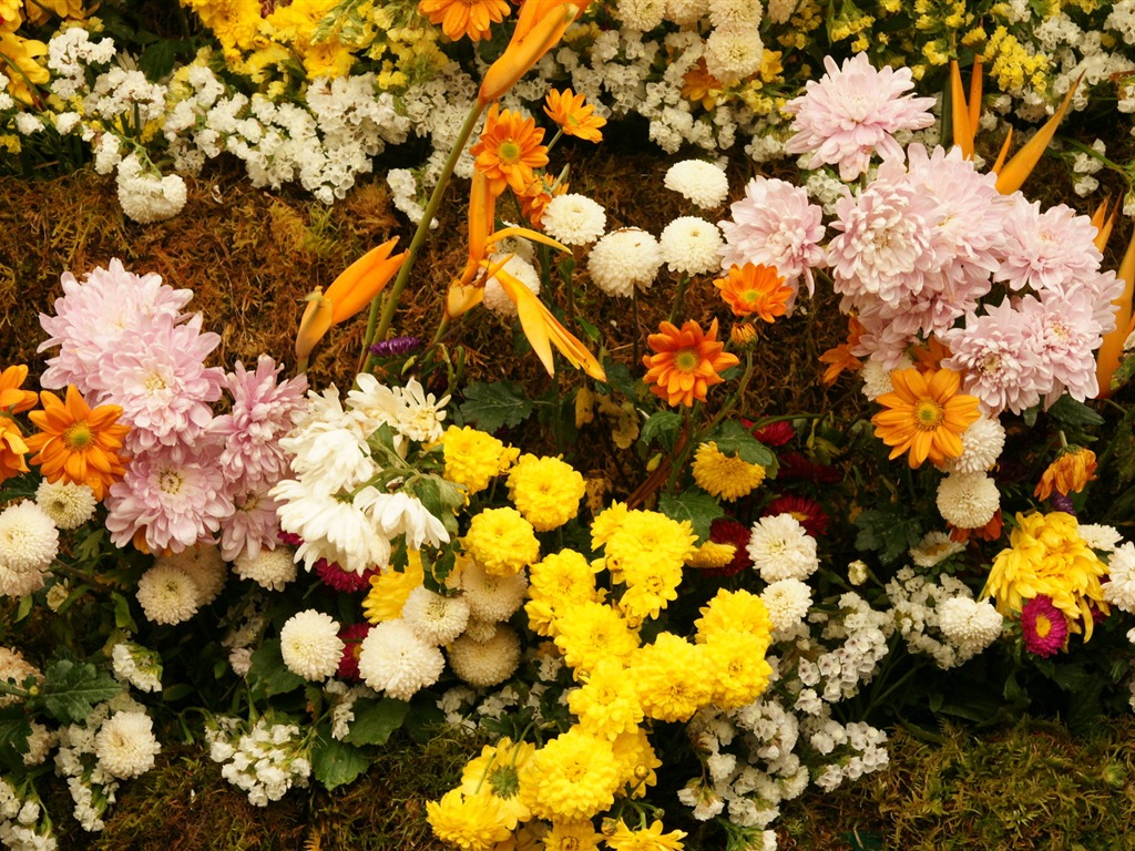 fleurs colorées décorent fond d'écran (4) #9 - 1024x768