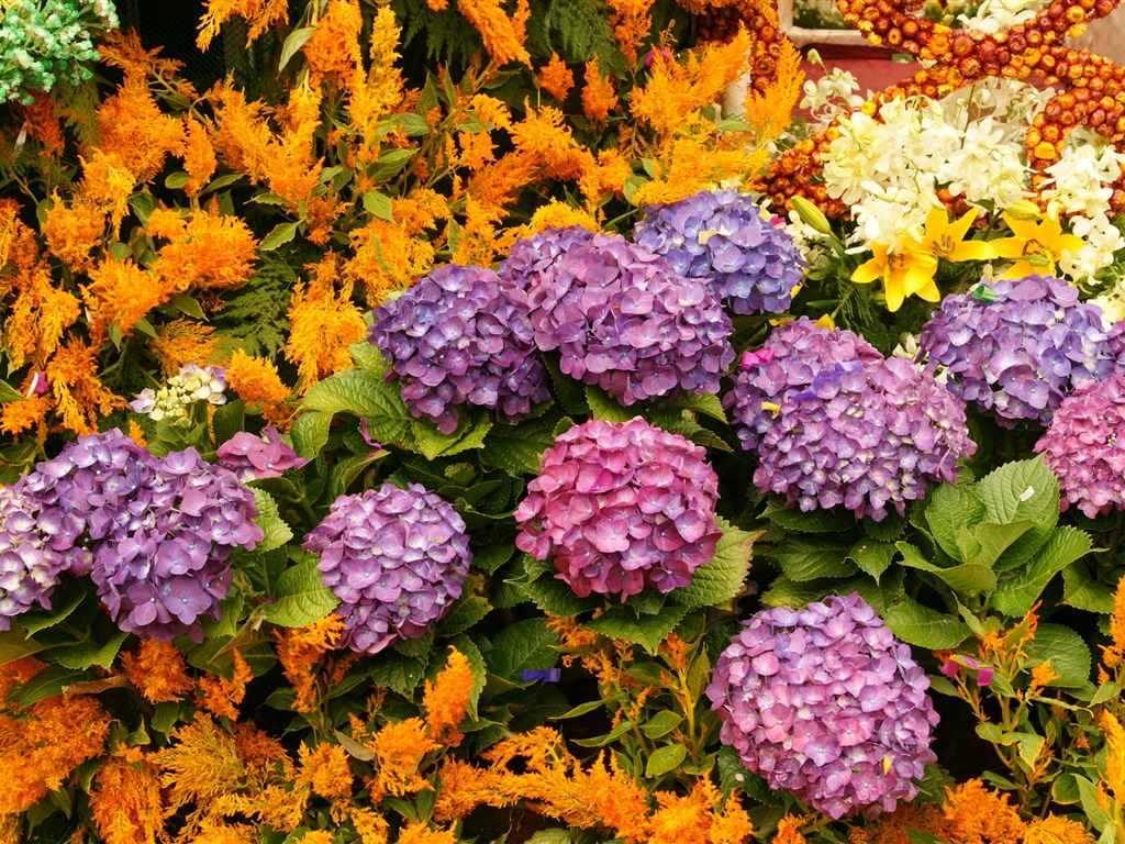 七彩花朵裝飾 壁紙(四) #13 - 1024x768