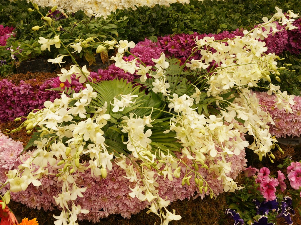 七彩花朵裝飾 壁紙(四) #20 - 1024x768
