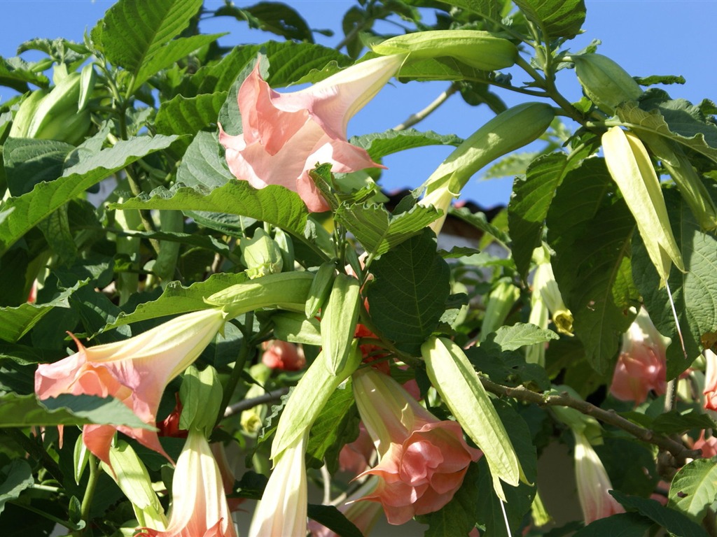 fondos de escritorio de flores con pantalla ancha de cerca (31) #2 - 1024x768