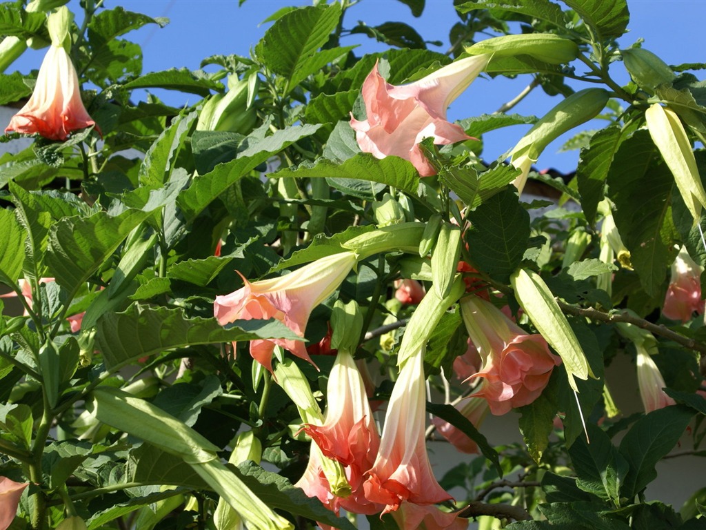 fondos de escritorio de flores con pantalla ancha de cerca (31) #3 - 1024x768