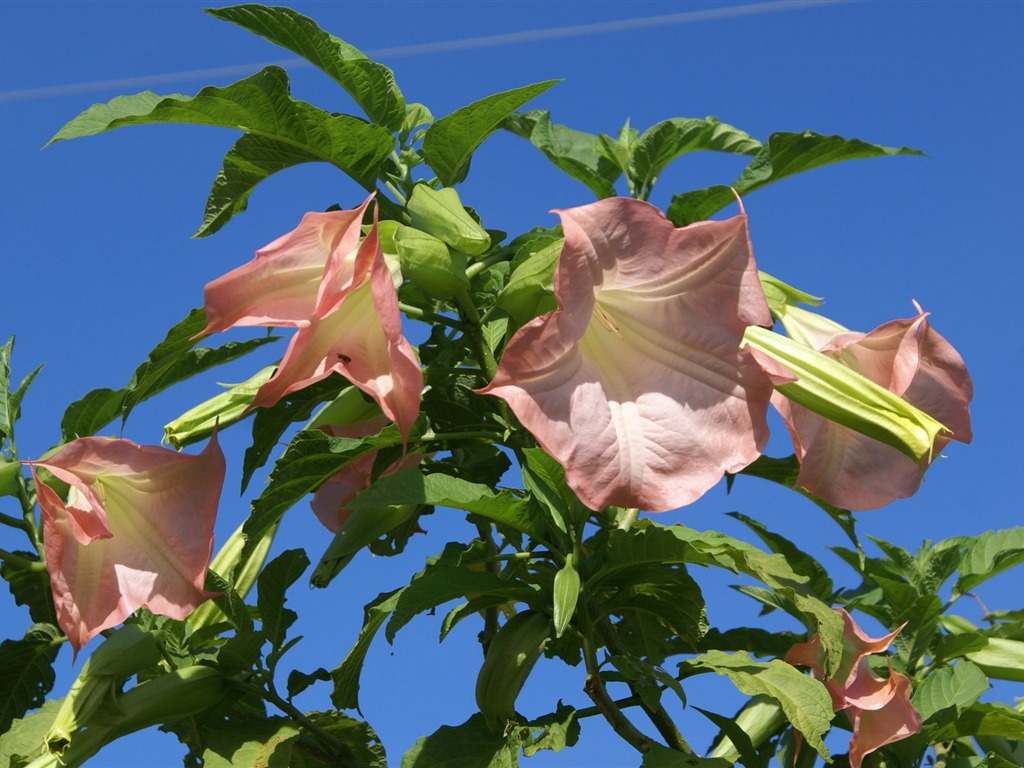 宽屏鲜花特写 壁纸(31)6 - 1024x768