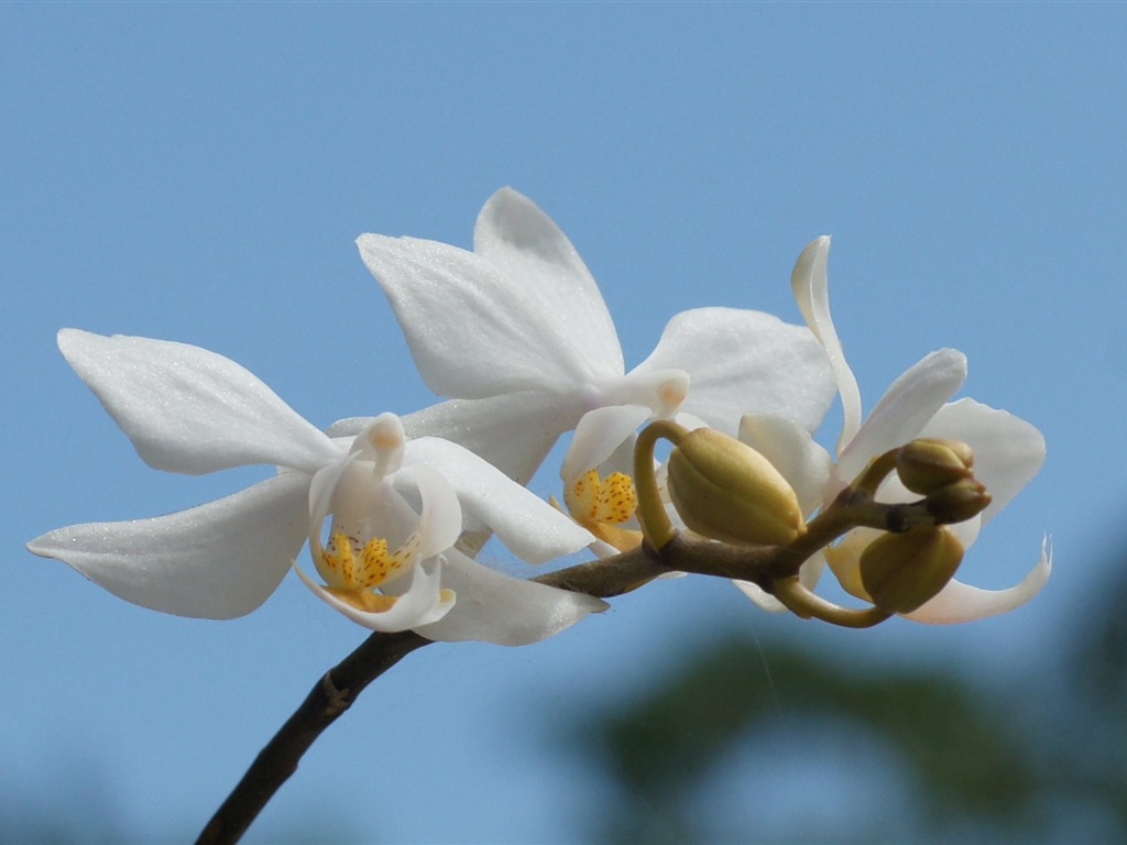 宽屏鲜花特写 壁纸(31)10 - 1024x768