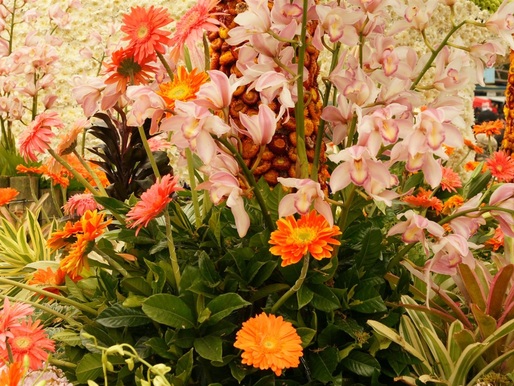Widescreen wallpaper flowers close-up (31) #18 - 1024x768