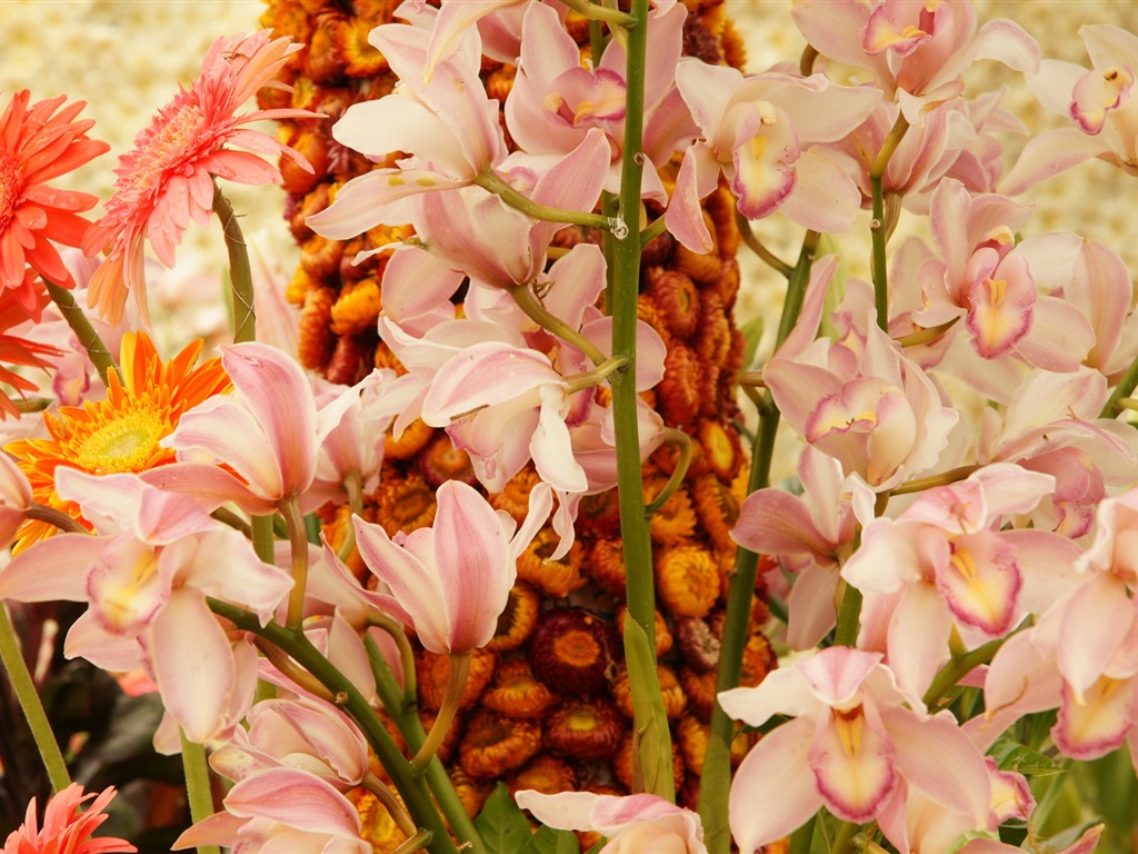 Širokoúhlý tapety květiny close-up (31) #19 - 1024x768