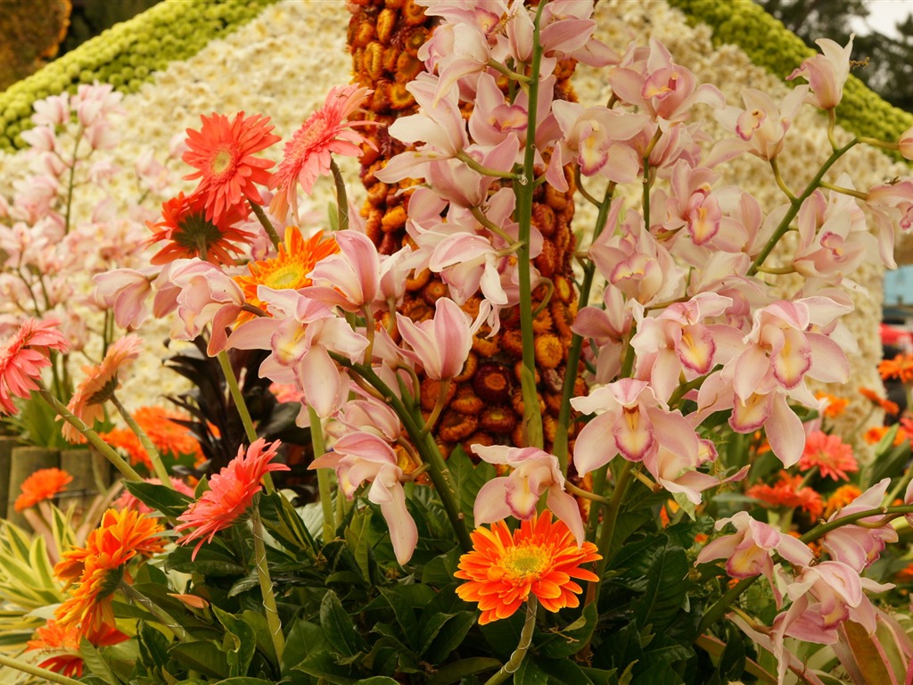 Widescreen wallpaper flowers close-up (31) #20 - 1024x768