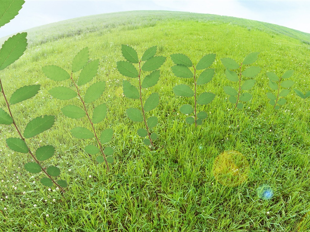 Green et de papier peint naturelles (3) #16 - 1024x768