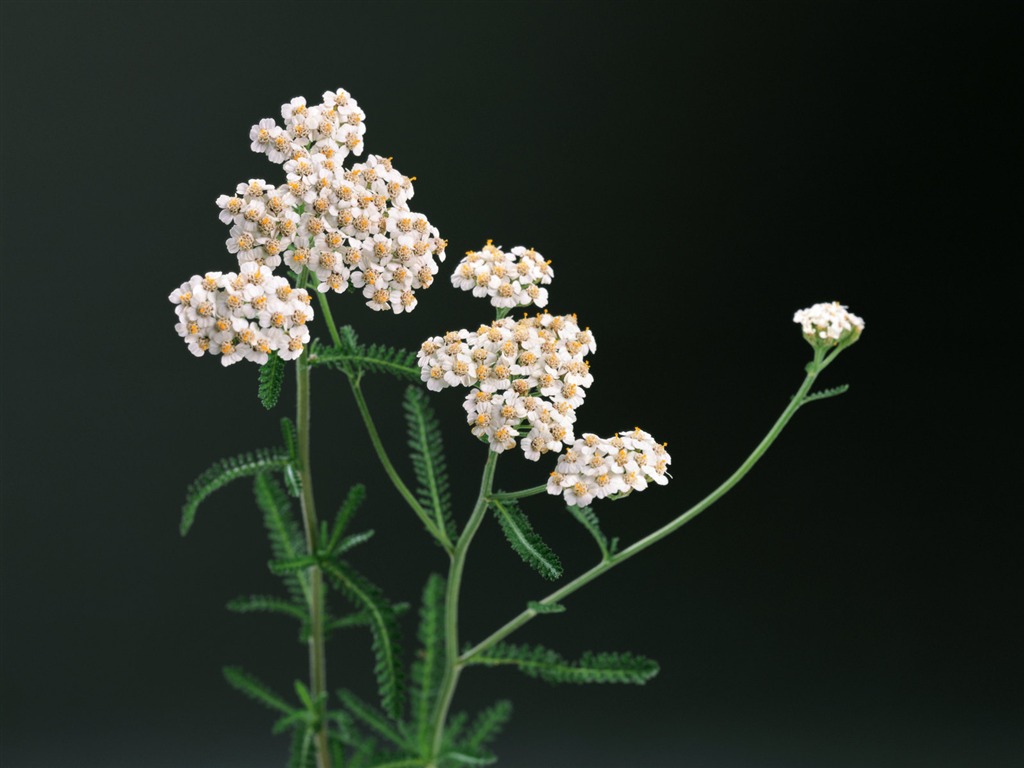 fonds d'écran à base de plantes et la vie #17 - 1024x768