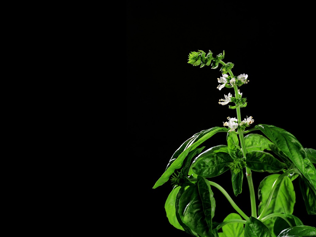 fonds d'écran à base de plantes et la vie #28 - 1024x768