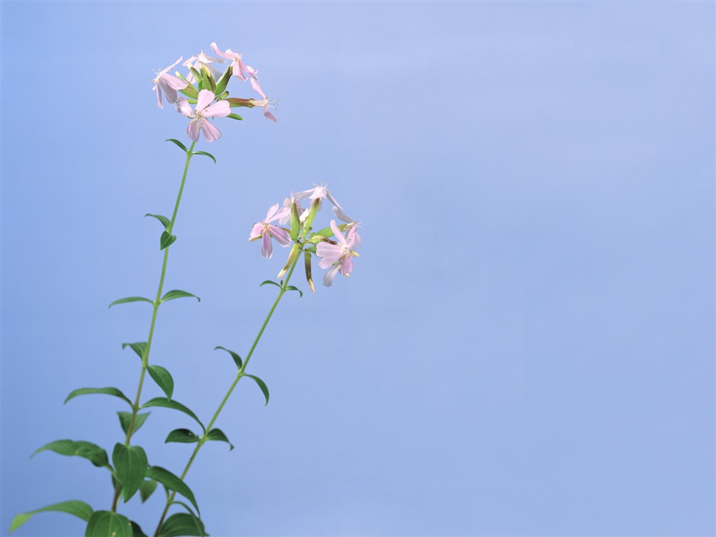 fonds d'écran à base de plantes et la vie #32 - 1024x768