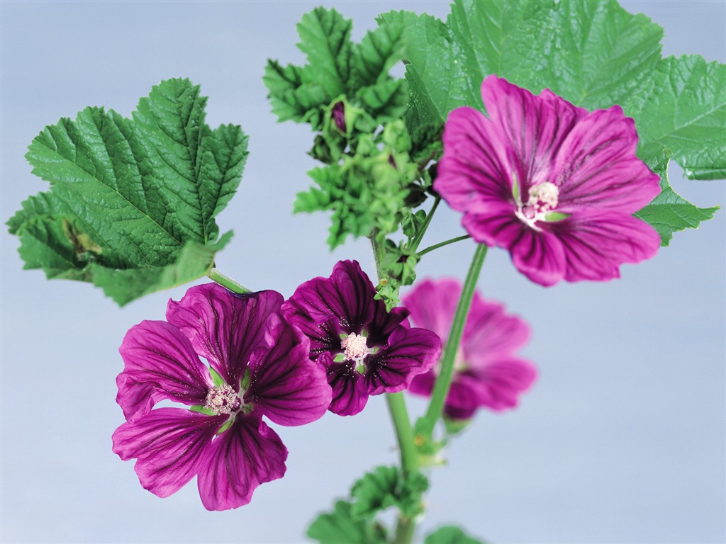 Herbal-life wallpapers #33 - 1024x768