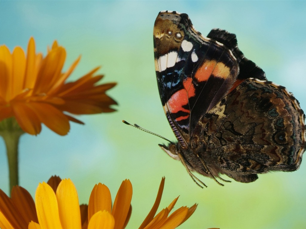 Animal Widescreen Wallpapers Collection (26) #16 - 1024x768